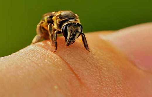 انتقام وحشیانه زنبور منجر به قتل شد + عکس
